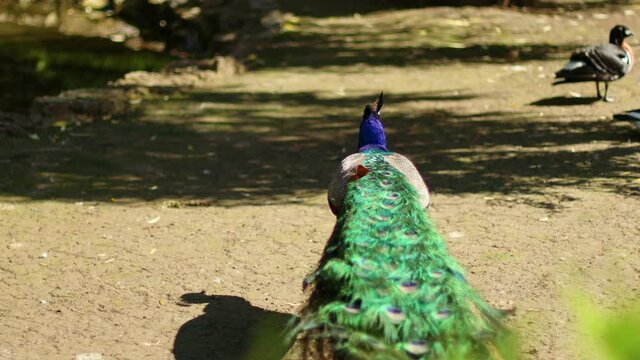 Beautiful blue peacock with shiny tail feathers walks in the spring summer park.
