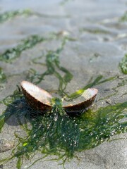 Shell in water