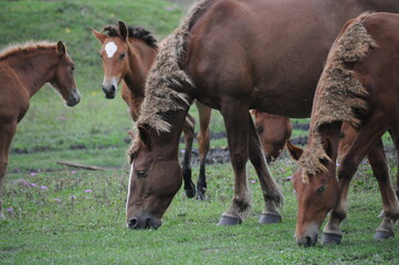Naklejka na ściany i meble Herd of horses grazing in Altai, Russian Federation
