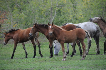Naklejka na ściany i meble Herd of horses in the field of Altai, Russian Federation