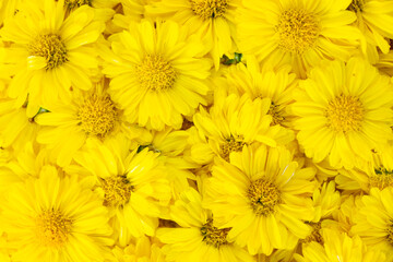 Fototapeta premium Closed up of yellow color Chrysanthemum flower pattern background