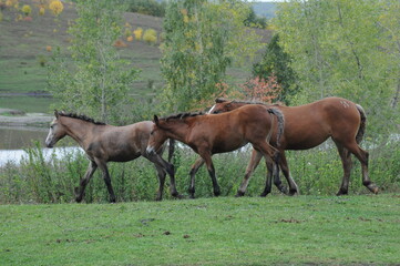 Naklejka na ściany i meble Herd of horses going to somewhere in the field of Altai, Russian Federation