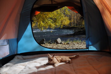 Cute cat traveller lies in tent on the shore of Chulyshman mountain river in Altai Republic in sunny day, Russia