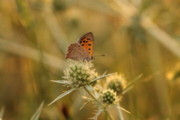 Fototapeta na wymiar una farfalla su un fiore in estate