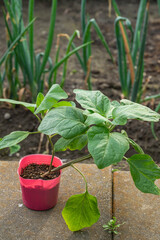 ナスのポット苗　ロッサビアンコ