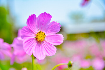 Bright cosmos flower in the flower garden