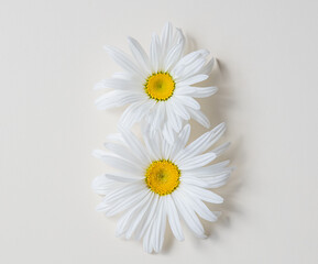Fresh daisy flower heads on a white background with copy space, floral background, spring card