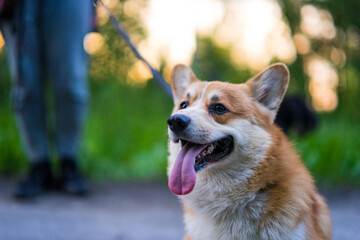 Cute corgi dog portrait 