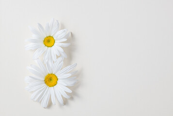 Obraz premium Fresh daisy flower heads on a white background with copy space, floral background, spring card