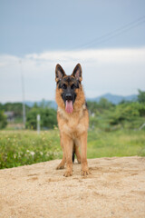 Naklejka premium German shepherd stand outdoors In the morning