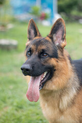 German shepherd stand outdoors In the morning