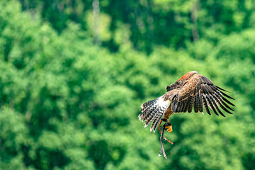 Flugschau