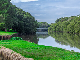 Cooks River sprawling with wildlife  and Mangrove trees along the river bank in an inner Suburb of...