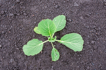 Young cabbage plant with big green leaves. Cabbage growing in the garden field. 