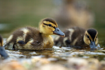 The mallard or wild duck (Anas platyrhynchos) a small duck with down feathers on the water. Small hairy ball. Duckling in the morning sun with green background.
