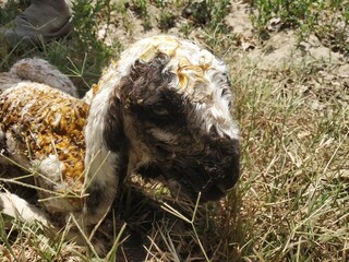 Naklejka na ściany i meble Newborn offspring of sheep (lamb) covered in mucus (vernix caseosa) sitting on the grass.