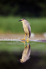 The black-crowned night heron (Nycticorax nycticorax) watching for fish in shallow water with green background. A small night heron prepares to attack prey. Night heron is reflected in the water.