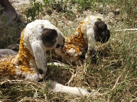 Newborn offspring of sheep (lamb) covered in mucus (vernix caseosa) sitting on the grass.