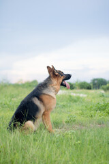 German shepherd stand outdoors In the morning