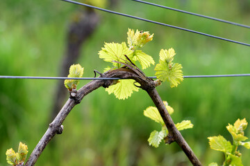 the young vine of the German Riesling grape creeping on wire. 