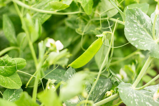 Green Pea. Green Bush Of Green Peas With Stems Close-up.