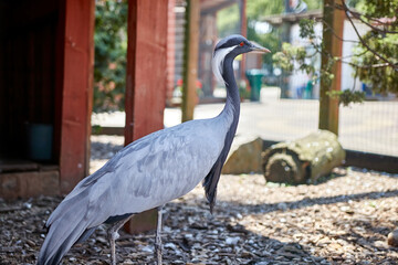 Japanese crane resting in the shade on a hot summer day.