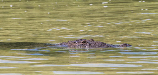 Head of crocodile sticking out of the water at the Sian Ka?an biosphere reserve, Mexico