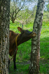 The cow scratches its nose on a tree to escape from insects and parasites