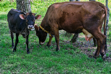 An adult cow stands with a calf on a sunny day