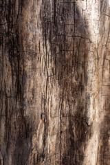 A fragment of the bark of a brown tree. Vertical image.