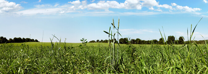 Wiese mit hohem Gras bei blauem Himmel im Sommer - Panorama
