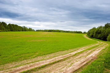 Rural landscape. Dirt road in the field, going beyond the horizon. Field, forest and sky with clouds.