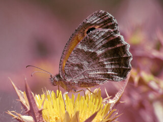 Farfalla