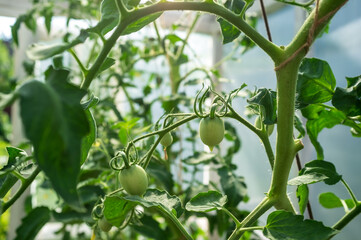 Small, unripe green tomatoes in a greenhouse, in a vegetable garden, on a summer day. 