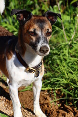 Jack Russell terrier mix breed