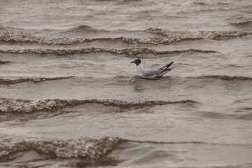 on a cloudy day, an adult gray gull in the water near the shore
