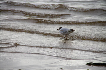 on a cloudy day, an adult gray gull in the water near the shore