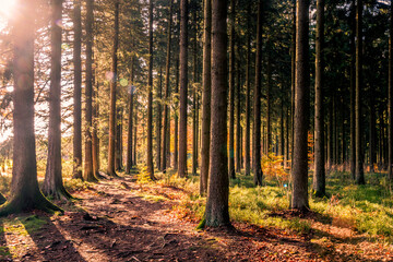 Fototapeta premium Baum Wald Herbst Feld Weg