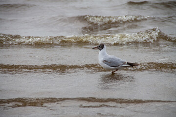 on a cloudy day, an adult gray gull in the water near the shore