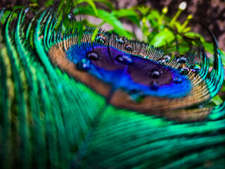 peacock feather close up