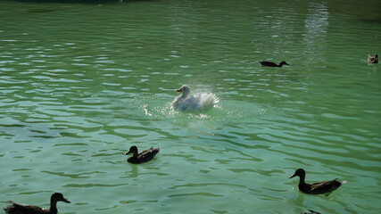 pato lago agua animal