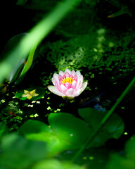 pinke Seerosen Blüte Wasserlilie versteckt in grünen Pflanzen