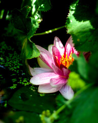 pinke Seerosen Blüte Wasserlilie versteckt in grünen Pflanzen
