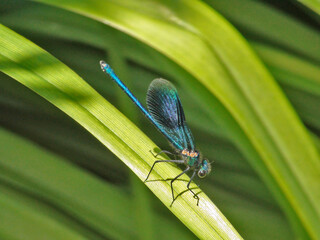 Calopteryx splendens