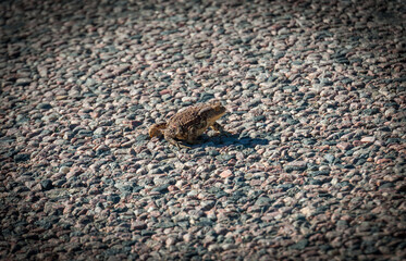 A toad is walking along the road