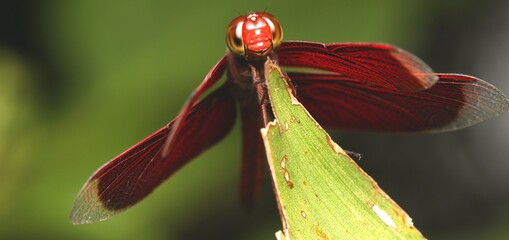 Front View of Common Parasol (Neurothemis Fluctuans) on The Leaves