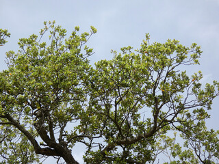 Albero