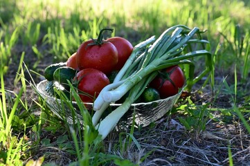 fresh vegetables in glass plate on green lawn. Tomatoes, cucumbers and green onions in water droplets. Proper nutrition, healthy lifestyle, diet. Vegetarianism. Selective focus