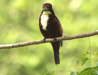 Front View of White-Throated Kingfisher on The Tree