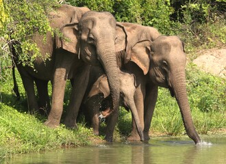 Family of Wild Elephants Before Evening Time with Riverside